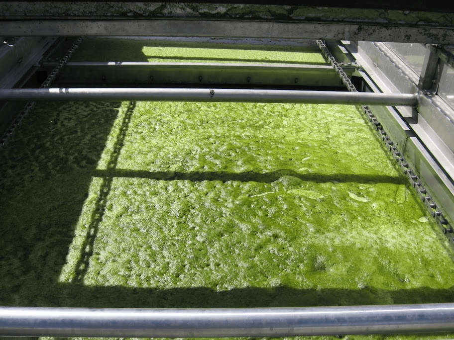 1652328662688960.png 蓝藻.png